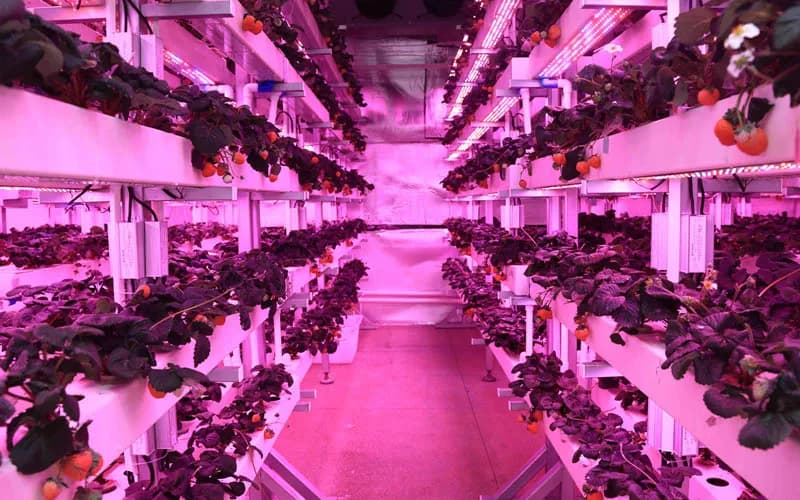 Façonner l'avenir de l'agriculture grâce aux technologies de pointe en matière de lumière